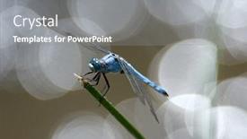  Presentation with dragonfly - Theme having dragonfly-outdoor-in-summer-coleopteres background and a gray colored foreground