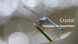  Presentation with dragonfly - Amazing presentation having dragonfly-outdoor-in-summer-coleopteres backdrop and a gray colored foreground