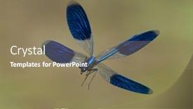  Presentation with dragonfly - Presentation design featuring dragonfly-outdoor-in-summer-coleopteres background and a coral colored foreground