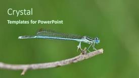  Presentation with dragonfly - Cool new PPT theme with dragonfly-outdoor-in-summer-coleopteres backdrop and a tawny brown colored foreground