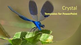  Presentation with dragonfly - Slide set enhanced with dragonfly-outdoor-in-summer-coleopteres background and a coral colored foreground