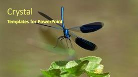  Presentation with dragonfly - PPT layouts having dragonfly-outdoor-in-summer-coleopteres background and a tawny brown colored foreground