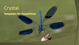  Presentation with dragonfly - Beautiful PPT theme featuring dragonfly-outdoor-in-summer-coleopteres backdrop and a tawny brown colored foreground