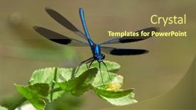  Presentation with dragonfly - Slide set with dragonfly-outdoor-in-summer-coleopteres background and a violet colored foreground