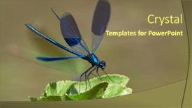  Presentation with dragonfly - Presentation theme consisting of dragonfly-outdoor-in-summer-coleopteres background and a violet colored foreground
