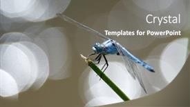  Presentation with dragonfly - Presentation theme with dragonfly-outdoor-in-summer-coleopteres background and a gray colored foreground