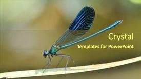  Presentation with dragonfly - PPT theme consisting of dragonfly outdoor in summer coleopteres background and a tawny brown colored foreground