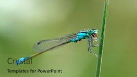  Presentation with dragonfly - Beautiful slides featuring dragonfly-outdoor-in-summer-enallagma backdrop and a seafoam green colored foreground
