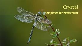  Presentation with dragonfly - Beautiful slide deck featuring dragonfly-outdoor-on-wet-morning backdrop and a tawny brown colored foreground