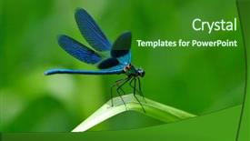  Presentation with dragonfly - Colorful slides enhanced with dragonfly outdoor backdrop and a forest green colored foreground