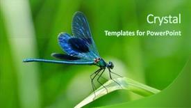  Presentation with dragonfly - Slides with dragonfly outdoor background and a forest green colored foreground