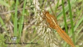  Presentation with dragonfly - PPT layouts enhanced with dragonfly-sits-on-a-spikelet background and a yellow colored foreground