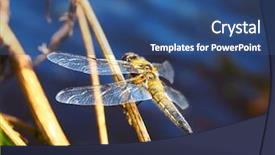  Presentation with blue water - Beautiful presentation featuring dragonfly sitting on blade near blue water backdrop and a ocean colored foreground