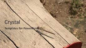  Presentation with wood log - Beautiful theme featuring dragonfly sitting on pine wood log on natural background backdrop and a coral colored foreground