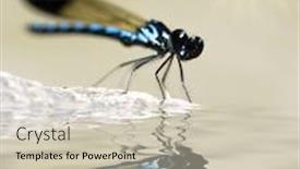  Presentation with dragonfly - Colorful PPT layouts enhanced with dragonfly sitting on the stone with a lot of copy-space backdrop and a soft green colored foreground