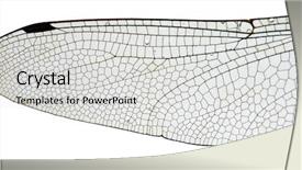  Presentation with dragonfly - Theme having dragonfly-wing close up isolated background and a light gray colored foreground