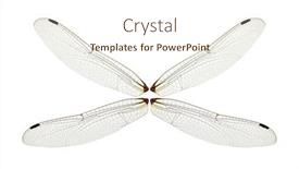  Presentation with dragonfly - Audience pleasing presentation theme consisting of dragonfly-wings-isolated-on-white backdrop and a cream colored foreground