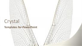  Presentation with dragonfly - Cool new PPT theme with dragonfly-wings-isolated-on-white backdrop and a cream colored foreground