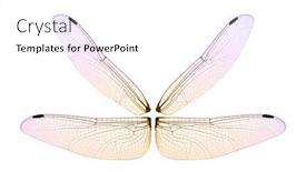  Presentation with dragonfly - PPT layouts enhanced with dragonfly-wings-isolated-on-white background and a white colored foreground