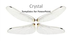  Presentation with dragonfly - Slide deck with dragonfly-wings-isolated-on-white background and a cream colored foreground