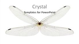  Presentation with dragonfly - Slide deck featuring dragonfly-wings-isolated-on-white background and a white colored foreground