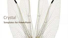  Presentation with dragonfly - Slides featuring dragonfly-wings-isolated-on-white background and a sky blue colored foreground