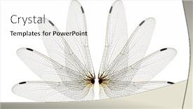 Presentation with dragonfly - Presentation theme featuring dragonfly-wings-isolated-on-white background and a white colored foreground