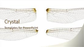  Presentation with dragonfly - Cool new presentation with dragonfly wings isolated on white backdrop and a cream colored foreground