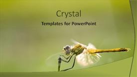  Presentation with green gold - Amazing PPT theme having dragonfly-with-gold-wings backdrop and a  colored foreground