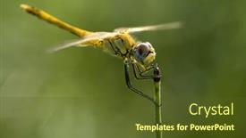  Presentation with green gold - Colorful presentation design enhanced with dragonfly-with-gold-wings backdrop and a tawny brown colored foreground