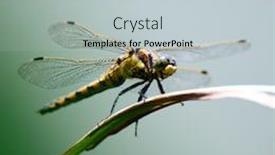  Presentation with dragonfly - Presentation theme with dragonfly background and a lemonade colored foreground