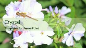  Presentation with dragonfly - PPT theme with dragonfly background and a mint green colored foreground