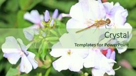  Presentation with dragonfly - Beautiful presentation featuring dragonfly backdrop and a mint green colored foreground