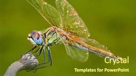  Presentation with dragonfly - Theme consisting of dragonfly background and a tawny brown colored foreground