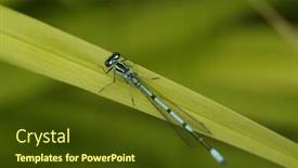  Presentation with dragonfly - PPT theme with dragonfly background and a tawny brown colored foreground