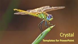  Presentation with dragonfly - Beautiful PPT theme featuring dragonfly backdrop and a tawny brown colored foreground