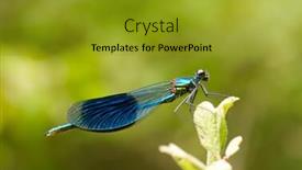  Presentation with dragonfly - Theme featuring dragonfly background and a gold colored foreground