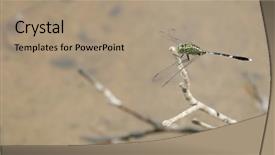  Presentation with dragonfly - Audience pleasing theme consisting of dragonfly backdrop and a coral colored foreground