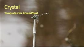  Presentation with dragonfly - Cool new slides with dragonfly backdrop and a tawny brown colored foreground