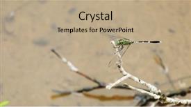  Presentation with dragonfly - Amazing PPT layouts having dragonfly backdrop and a coral colored foreground