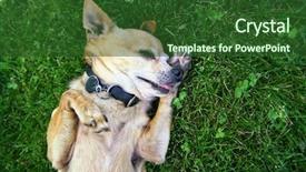  Presentation with acting - Colorful presentation design enhanced with drama queen - cute chihuahua acting dramatic backdrop and a forest green colored foreground