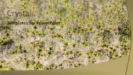  Presentation with betel nut - Presentation theme enhanced with dramatic-drone-view-of-betel background and a yellow colored foreground
