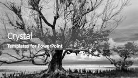  Presentation with mangrove - Presentation theme featuring dramatic greyscale landscape background and a gray colored foreground