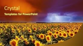  Presentation with sunflowers - Slides having dramatic-scene-of-ominous-stormy background and a tawny brown colored foreground