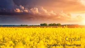  Presentation with agrarian - PPT theme with dramatic-summer-meadow-with-yellow background and a gold colored foreground