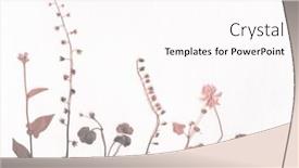  Presentation with herbarium - Slide set featuring dray-flower-and-grass-herbarium background and a pink colored foreground