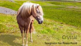  Presentation with tundra - Slide set consisting of dream-trip-to-iceland-portraits background and a yellow colored foreground