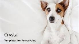  Presentation with pet - Beautiful PPT layouts featuring dreamlike - fun pet at home dog backdrop and a white colored foreground