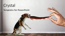  Presentation with dog - Beautiful theme featuring dreamlike - funny dreaming dog mixed media backdrop and a white colored foreground