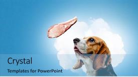  Presentation with dog - Colorful slide set enhanced with dreamlike - funny dreaming dog mixed media backdrop and a light blue colored foreground